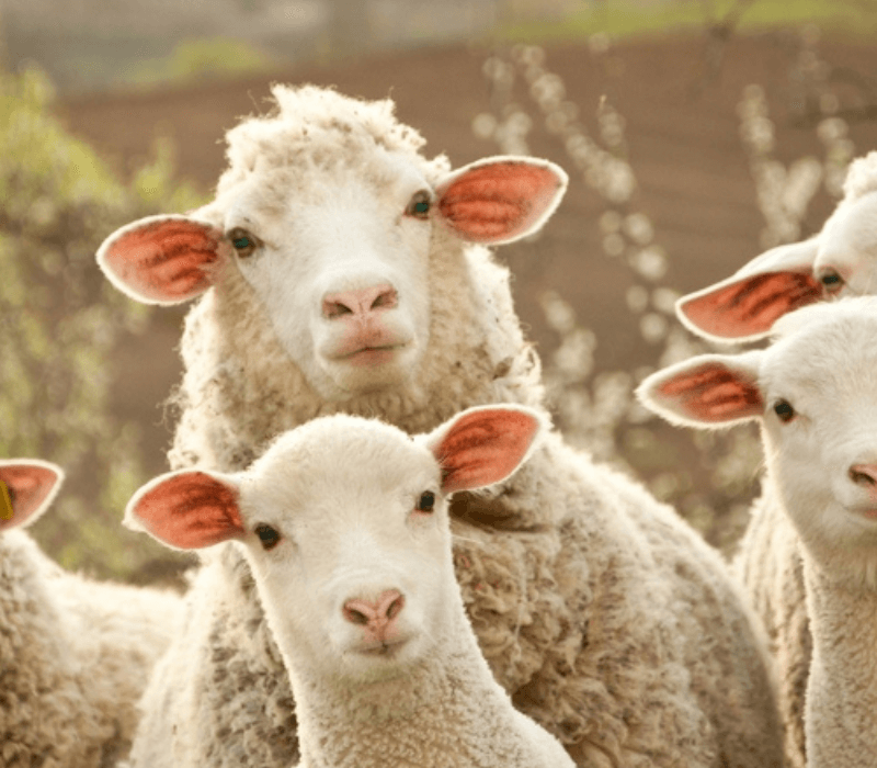 De kracht van een groep bij stressklachten